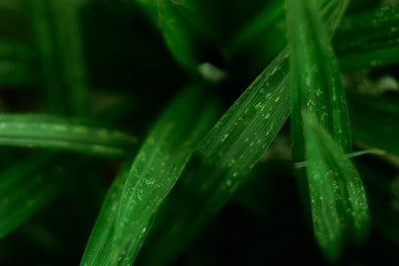 Green leaves pattern background, Natural background and wallpaper.