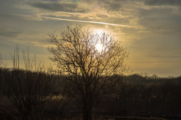 Fototapeta premium tree on sunset background over the forest