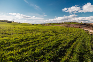 Meadow cultivated with green plants arranged in many rows on a spring afternoon with a blue sky and some clouds.