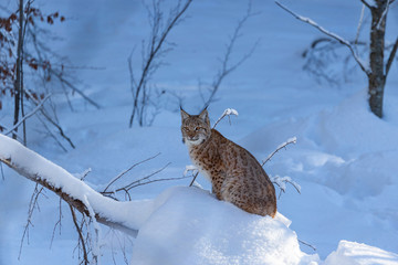 Euroasian lynx face to face in the bavarian national park in eastern germany, european wild cats, animals in european forests, lynx lynx 