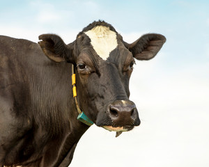 Mature, adult black and white cow, gentle look,  close up of a head with a large black nose