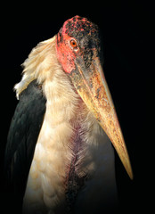 Portrait african bird marabu