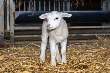 Cute white lamb stands in the stable with straw looking, full body.