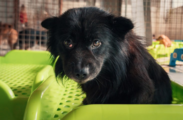 Sad dog in shelter waiting to be rescued and adopted to new home. Shelter for animals concept