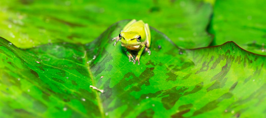 Wallum Sedge Frog also known by Litoria olongburensis.