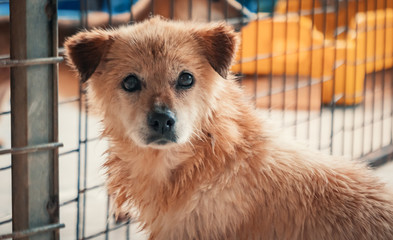 Sad dog in shelter waiting to be rescued and adopted to new home. Shelter for animals concept