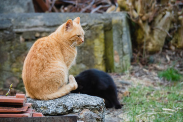 Siamese and black cats in autumn sitting outside in the garden