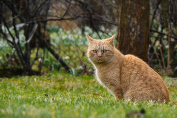 Naklejka na ściany i meble Cat is eating fresh green grass. Cat grass, pet grass. Natural hairball treatment, white, red pet cat eating fresh grass, green oats, emotionally, copy space, the concept of the health of Pets