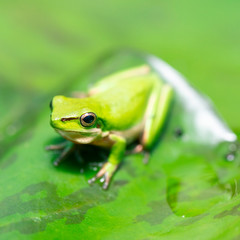 Wallum Sedge Frog also known by Litoria olongburensis.