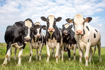 Zelfklevend Fotobehang Groep koeien die samenkomen in een veld, blij en vrolijk en een blauwe lucht. © Clara