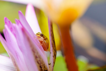 Wallum Sedge Frog also known by Litoria olongburensis.