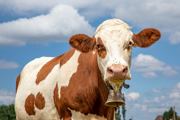 A cow with a cowbell, medium shot, standing friendly and patient .