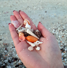 Seashells