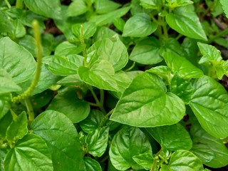 Peperomia pellucida (pepper elder, shining bush plant, and man to man) with natural background.