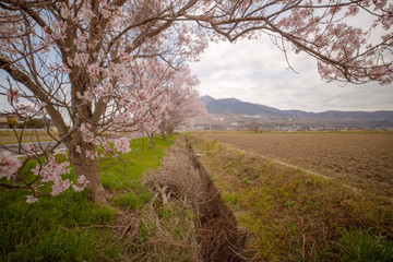 サイクリングロードの桜