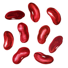 Watercolor illustration of red kidney beans. Set of vegetable seeds for cooking. - 332377396
