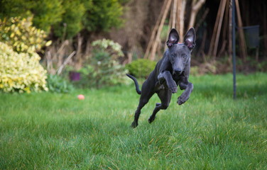 Blue Whippet puppy running  with ears up