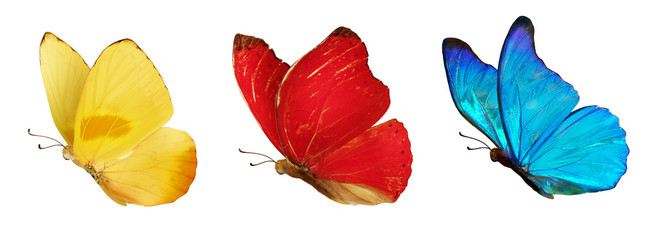 Set of beautiful blue, yellow and red butterflies. Cymothoe excelsa isolated on white background. Butterfly Nymphalidae and Butterfly Phoebis philea with spread wings and in flight.