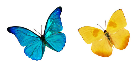 Set of beautiful blue and yellow butterflies. Butterfly Nymphalidae and Butterfly Phoebis philea with spread wings and in flight.