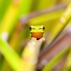 Wallum Sedge Frog also known by Litoria olongburensis.