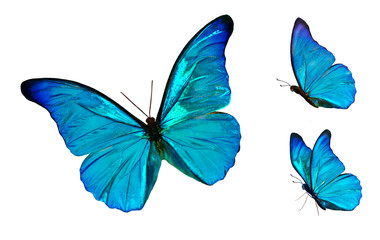 Obraz na płótnie Canvas Set of four beautiful blue butterflies Cymothoe excelsa isolated on white background. Butterfly Nymphalidae with spread wings and in flight.