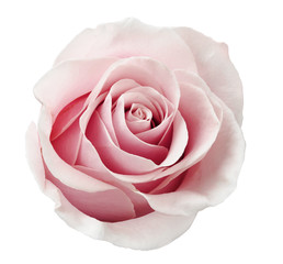 Beautiful rose flower isolated on white background.