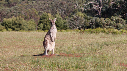 kangaroo in australia