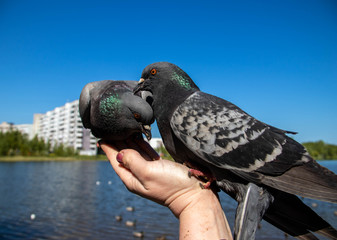 City pigeons. Feeding from your hand. Severodvinsk, Sunny summer day.