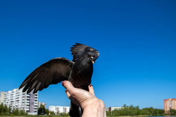 City pigeons. Feeding from your hand. Severodvinsk, Sunny summer day.