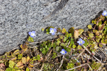 道端のオオイヌノフグリ（春の雑草）	Veronica persica
