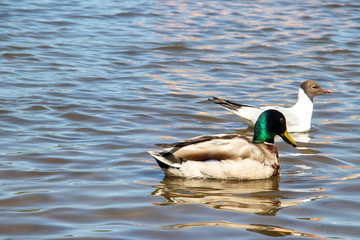 Summer day on Yagry island, Severodvinsk, Arkhangelsk region. Birds in flight, isolated. Pigeons, gulls and ducks