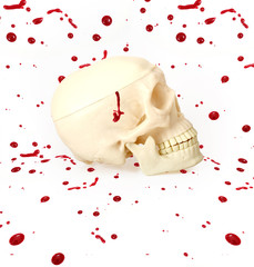 Skull isolated on white background