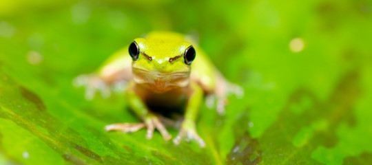 Wallum Sedge Frog also known by Litoria olongburensis.