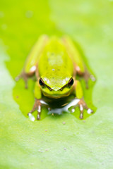 Wallum Sedge Frog also known by Litoria olongburensis.