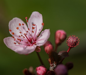 Printemps de Corona 2