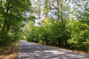 Obraz premium Empty road with broken line in the middle of deciduous forest, green trees alley, sunny summer day, carbon gas emissions or wanderlust concept