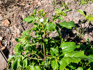  Pastinak Pastinaca sativa, Doldenblütler Garten