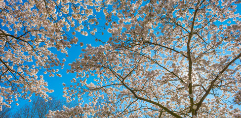 Spring is in the blue air with buds, blossoms and flowers in the blooming canopy of a tree in sunlight