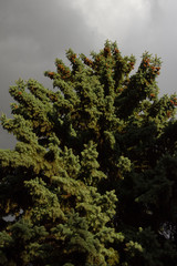  Tall spruce against the sky. Cloudy sky with gray and thick clouds. Spruce is lit by the bright sun.