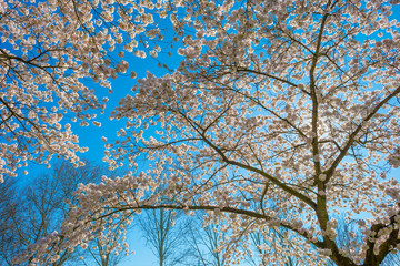 Spring is in the blue air with buds, blossoms and flowers in the blooming canopy of a tree in sunlight
