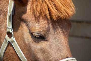 馬の横顔 horse face