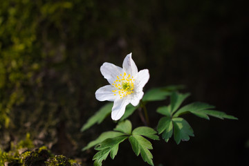 Blume vor einem Baum mit moos