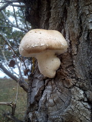 mushroom in the forest