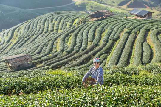 Asian hill tribe woman in tribe traditional clothes collecting tea leaves in green terraced tea plantation with basket on early morning at Doi Ang khang Chiang Mai Thailand