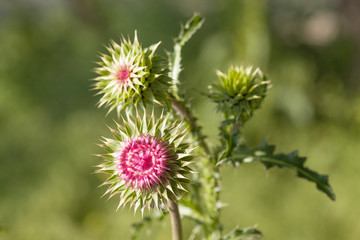 Macro view of a thistle flower