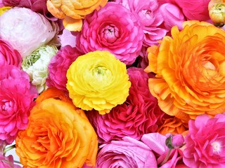 ラナンキュラス2