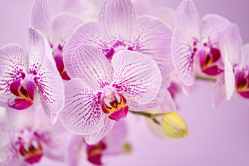 Fototapeta na wymiar Beautiful orchid flowers on a pink background. Floral background