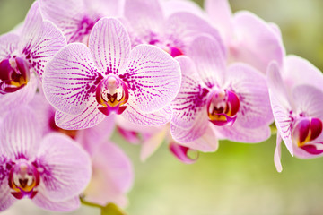 Fototapeta na wymiar Beautiful pink orchid flowers on a natural background. Floral background