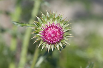 Macro view of a thistle flower