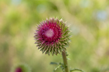 Macro view of a thistle flower